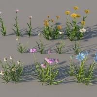 菊花C4D模型：黄菊花、白菊花、粉菊花、蓝菊花
