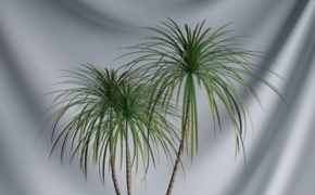 景观盆景植物C4D模型 Potted plant