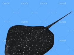 刺魟鳐鱼蝠鲼C4D绑定动画模型 stingray c4d model