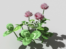 三叶草植物C4D模型 clover-c3 3d model