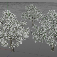 梨树 梨花3d模型 pear 3dmodel