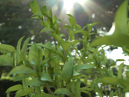 c4d octane 叶子渲染