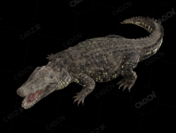 鳄鱼 crocodile