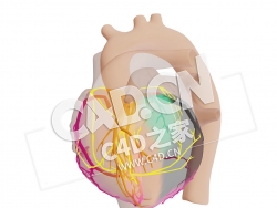 C4D心脏心肌梗死近端回旋动脉梗塞模型 Proximaal Circumflex Arterie (CX) Infarct