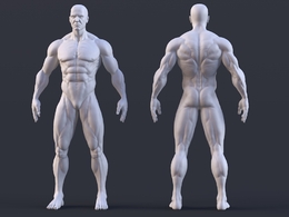 男性人体肌肉结构3D模型 Muscular Male Anatomy Human Base Mesh