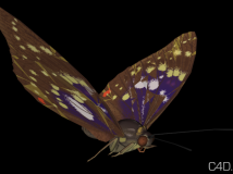蝴蝶3D模型 Butterfly Model