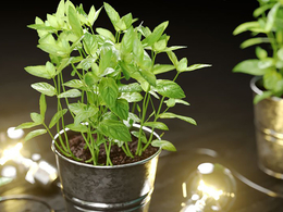 薄荷植物盆景C4D模型 Mint