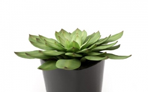 多肉植物盆景C4D模型 Succulent plants bonsai 3d model
