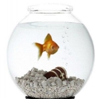 金鱼3D模型 金鱼缸3D模型