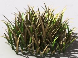 野草植物C4D模型 wild-grass-a2