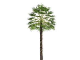 地中海扇形棕榈C4D模型 Mediterranean Fan Palm