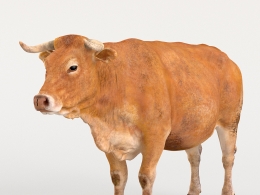超写实黄牛3D模型高精度贴图VFXGrace - Cattle Cow