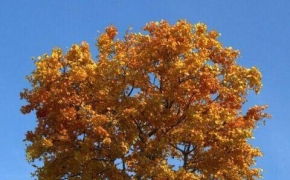 秋天黄叶榆树C4D模型 Autumn elm 3D model