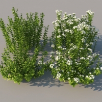 草花植物：百里香草C4D模型 thyme
