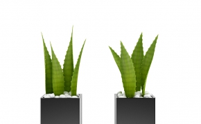 室内装饰植物小盆景：芦荟盆景C4D模型 Aloe