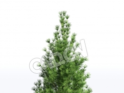 C4D樟子松海拉尔松蒙古赤松松树模型 Pinus sylvestris 3d model