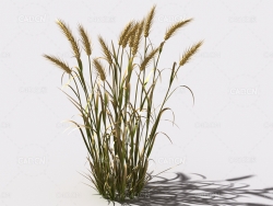 小麦植物C4D模型 wheat-d2