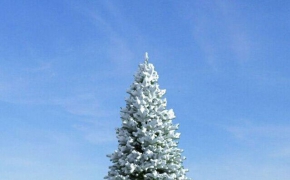 雪松C4D模型 Cedar 3D model