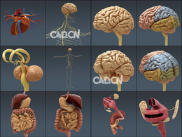 人类男性和女性完整的解剖C4D模型合集：人体器官 肌肉 心脏 内脏 脉络 骨骼 生物器官
