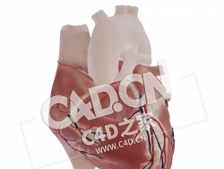 C4D心脏法洛四联症模型 Tetralogy of fallot-1