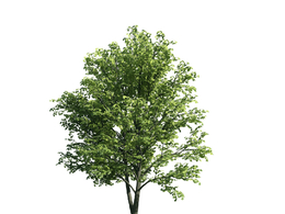 景观树木：挪威枫三维模型plant-24