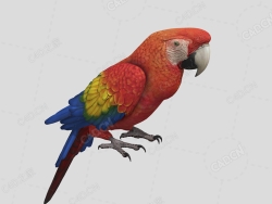 鹦鹉 parrot