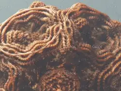 C4D+OC分型讲解细胞高品质写实渲染