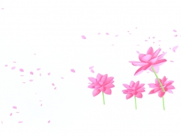 高清唯美荷花花瓣飘落特效C4D模型素材，自然清新莲花场景渲染3D资源