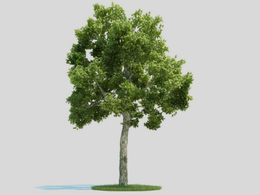 白蜡树 景观树 大树C4D模型 Fraxiuns 3d model