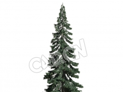 C4D蓝叶云杉松树模型 Picea pungens 3d model