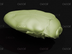 銅色矮吉丁虫 昆虫甲虫C4D模型 Trachys