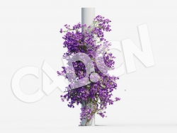 C4D爬藤花卉小叶九重葛模型 Bougainvillea glabra 3d model