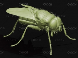 苍蝇家蝇 昆虫C4D模型 Musca domestica
