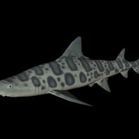海洋鱼模型：豹纹鲨3D模型 Leopard Shark