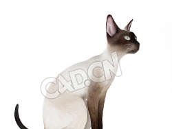 蹲着的宠物猫暹罗猫C4D模型