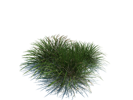 滨草植物杂草模型下载Ammophila arenaria v2