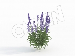 C4D庭院鼠尾草模型 Salvia_F