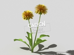 开花的蒲公英植物C4D模型 dandelion-b4 3d model