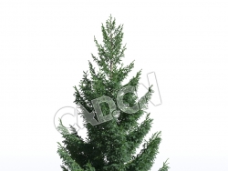 C4D北罗汉松欧洲云杉松树模型 Picea abies 3d model