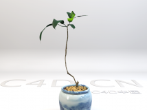 景观植物模型 盆景植物C4D模型