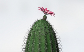 仙人掌C4D模型 Rainbow Cactus