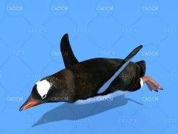 飞翔的企鹅C4D动画模型 penguin c4d model