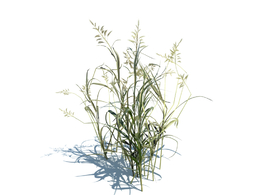 丝带草春茵草芦植物杂草模型下载Phalaris arundinacea v3