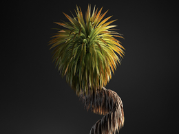 澳洲朱蕉观叶盆栽c4d模型下载