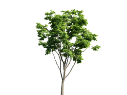 景观树木：槭叶悬铃木三维模型plant-21