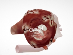 胸骨旁短轴心尖的心脏解剖C4D模型 Cardiac Anatomy-Parasternal Short Axis Apex