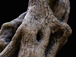 C4D Octane树根写实渲染模型 Tree Trunk