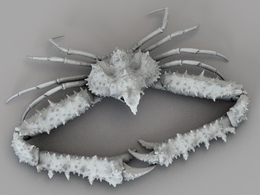 螃蟹 长臂蟹C4D模型 Elbow Crab