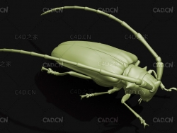 马拉白星天牛 昆虫甲虫C4D模型 Anoplophora malasiaca