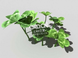 三叶草植物C4D模型 clover-b3 3d model